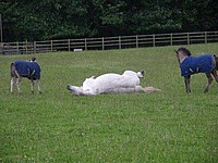 Highland Ponies rolling