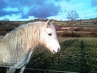 Balleroy Iona - now in Dorset