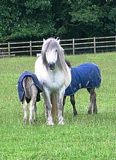 Highland Pony Twins out of Balleroy Inca