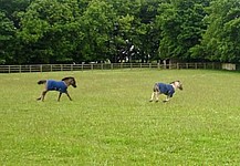 Reggie & Indiana flat out