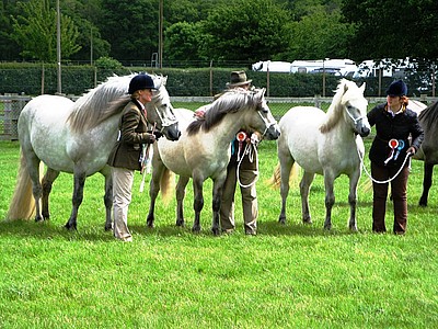 Balleroy Highlands progeny group - winners at the Rare Breed Show