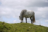 Inca the mountain pony