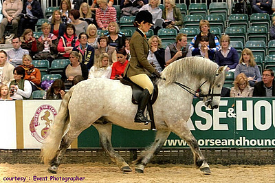 Balleroy Maverick at The Horse of the Year Show