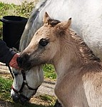 Minstrels first foal 2010