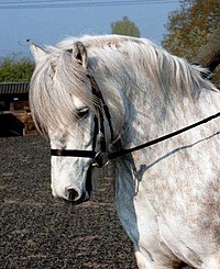 Razz the dressage pony