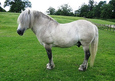 Matador of Whitefield now standing at Balleroy Highlands near Lambourn