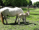 Rosie and Rosanna