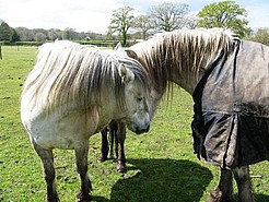 Rosella & Delilah now re-united