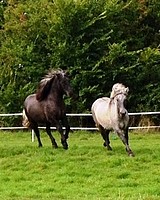 Indiana Highland pony from Balleroy Stud