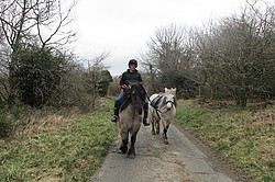 Balleroy Isla highland pony