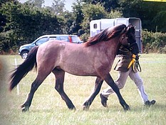 Nashend Lord Spey - First Outing