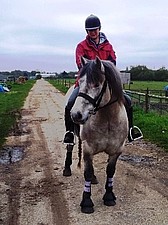 Highland ponies being ridden