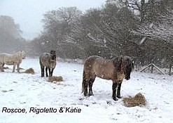 Roscoe, Rigoletto & Kate