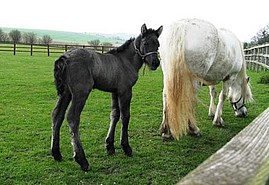 Highland Colt Foal