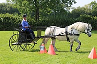 Highland Pony working in harness in Wales