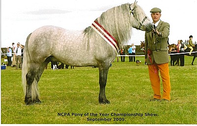 Balleroy Minstrel - Northern Counties Pony Association - Pony of the Year Award