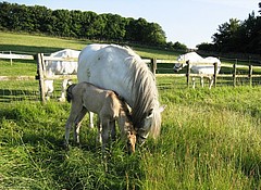 Balleroy Inca and Balleroy Imogen