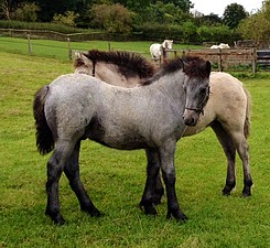 Balleroy Lanark & Balleroy Ilona