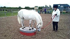 Duke (Dougie's friend) doing agility