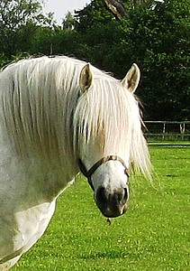 Yoyo at Newbury 2010