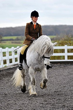 Balleroy Maverick - BSPA Area15 Dressage