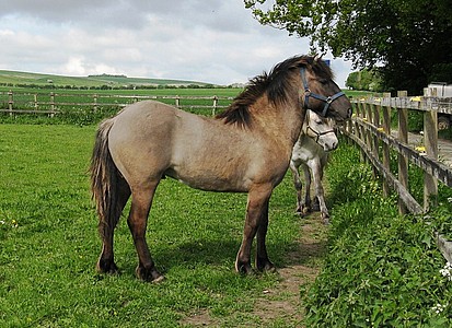 Nashend Sea Sovereign arrives at Balleroy Stud