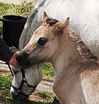 Balleroy Minstrel's first foal