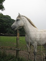 IONA, soon to join Mel Bailey in Chideock and become a Dorset girl