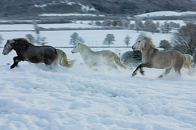 Balleroy Highlands at Comrie Croft,Scotland