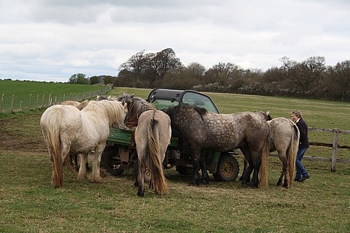Hay time at Balleroy highland pony stud
