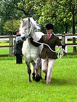 Superstars of the Rare Breeds Show - Rupert - In Hand Champion - Iona -Yearling winner large breeds - Robbie - 2nd. Yearling class