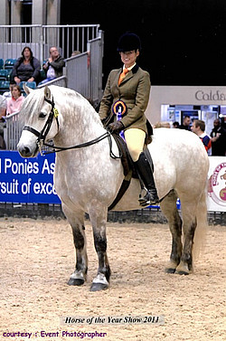 Balleroy Maverick at HOYS