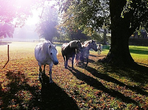 Highland ponies in the Autumn