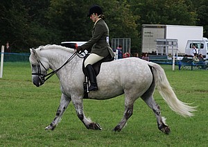 Balleroy Delilah at Romsey Show 2011