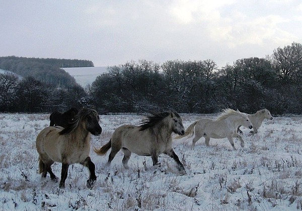 Merry Christmas from Balleroy Stud Merry Christmas from Balleroy Stud