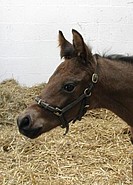 Thoroughbred foal