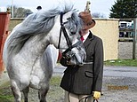 Balleroy Rigoletto highland pony