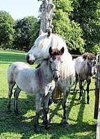 Izzy, Dessie & Lanark