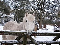 Muffy at home in Scotland