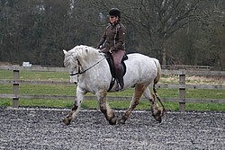 Razzmatazz at his first Ridden Clinic