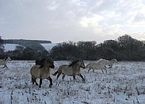 Enjoying the Snow