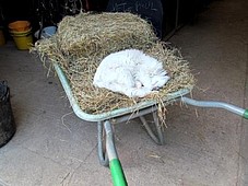 Posh Cat cadging a ride