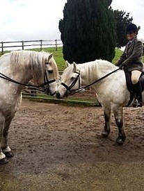 Balleroy Rupert & Ricky at East Soley