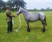 Lanark Highland Yearling & Reserve Youngstock Cahmpion at Sandringham Show