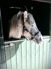 Balleroy Roscoe at home