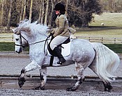 Balleroy Mercury at Addington