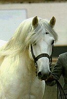 Rupert at Rare Breeds Show