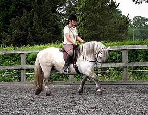 ridden highland ponies