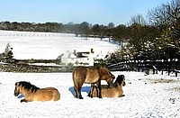 Snow Babies