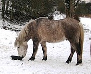 Rumpus at home in Scotland